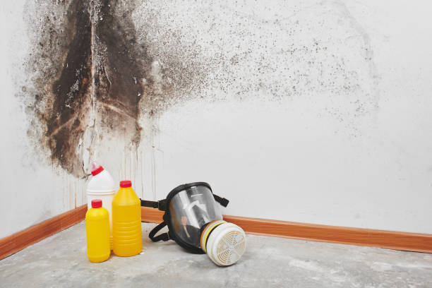 Best Attic Mold Remediation in Black Canyon City, AZ