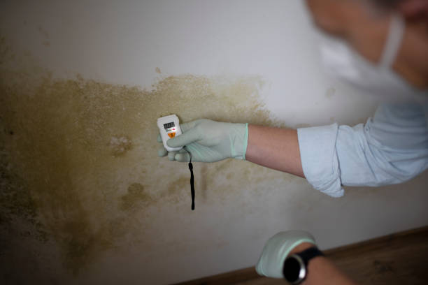 Professional Mold Remediation in Black Canyon City, AZ