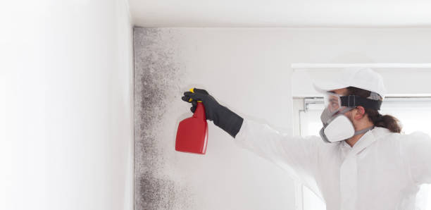 Best Insurance-Related Mold Remediation in Black Canyon City, AZ