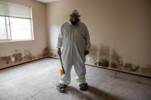 Best Mold Remediation for Specific Building Types in Black Canyon City, AZ